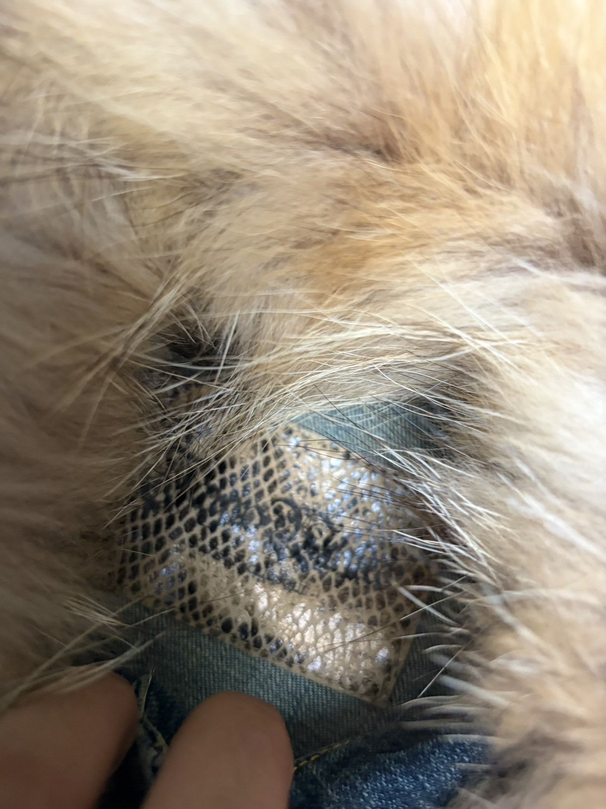Le Grande Bleu (L.G.B.) Rare Japanese Brand denim jacket fox fur Size US S / EU 44-46 / 1 - 3 Thumbnail