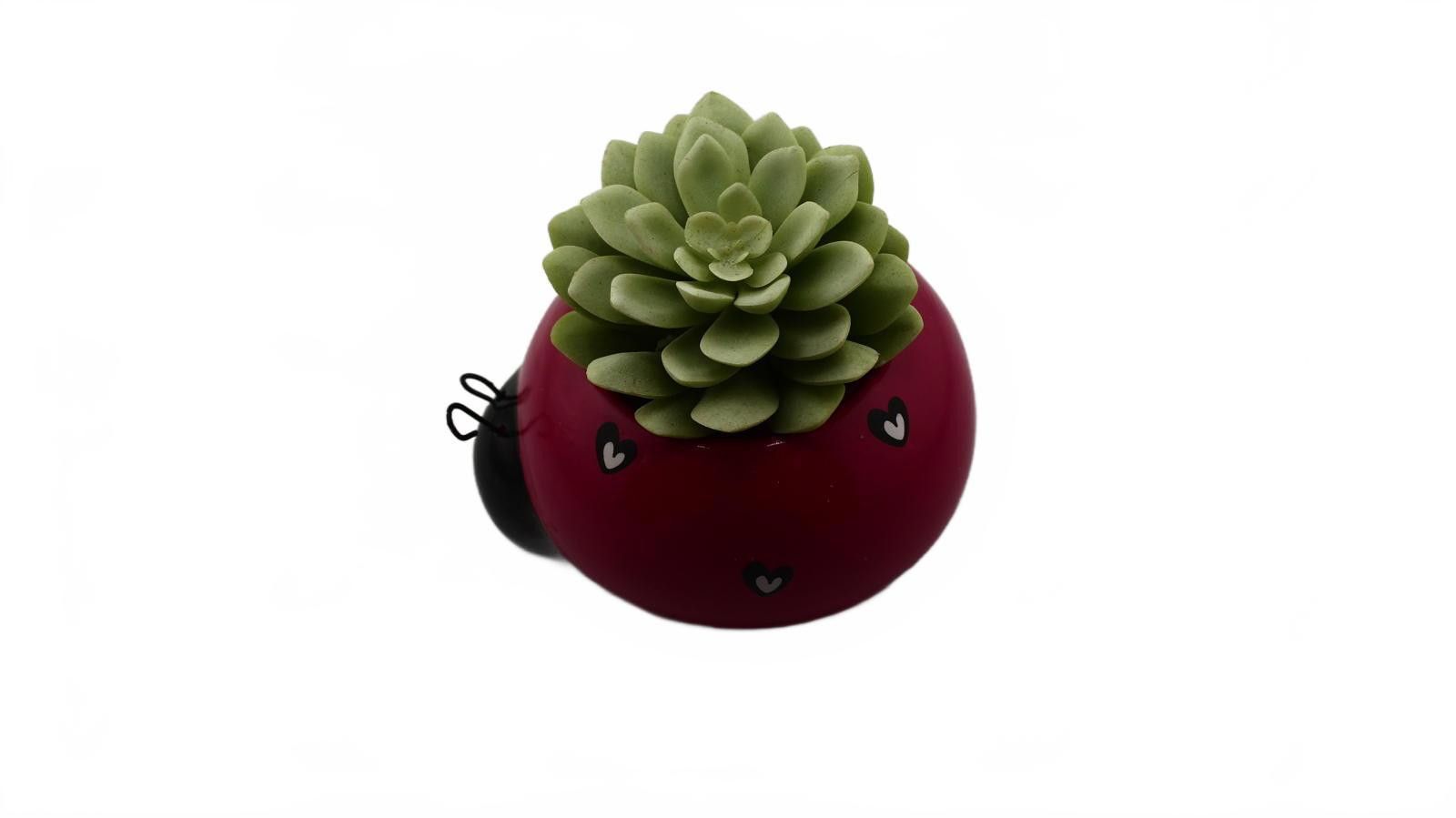 Designer Ladybug Ceramic Planter with Artificial Succulent Size ONE SIZE - 2 Thumbnail