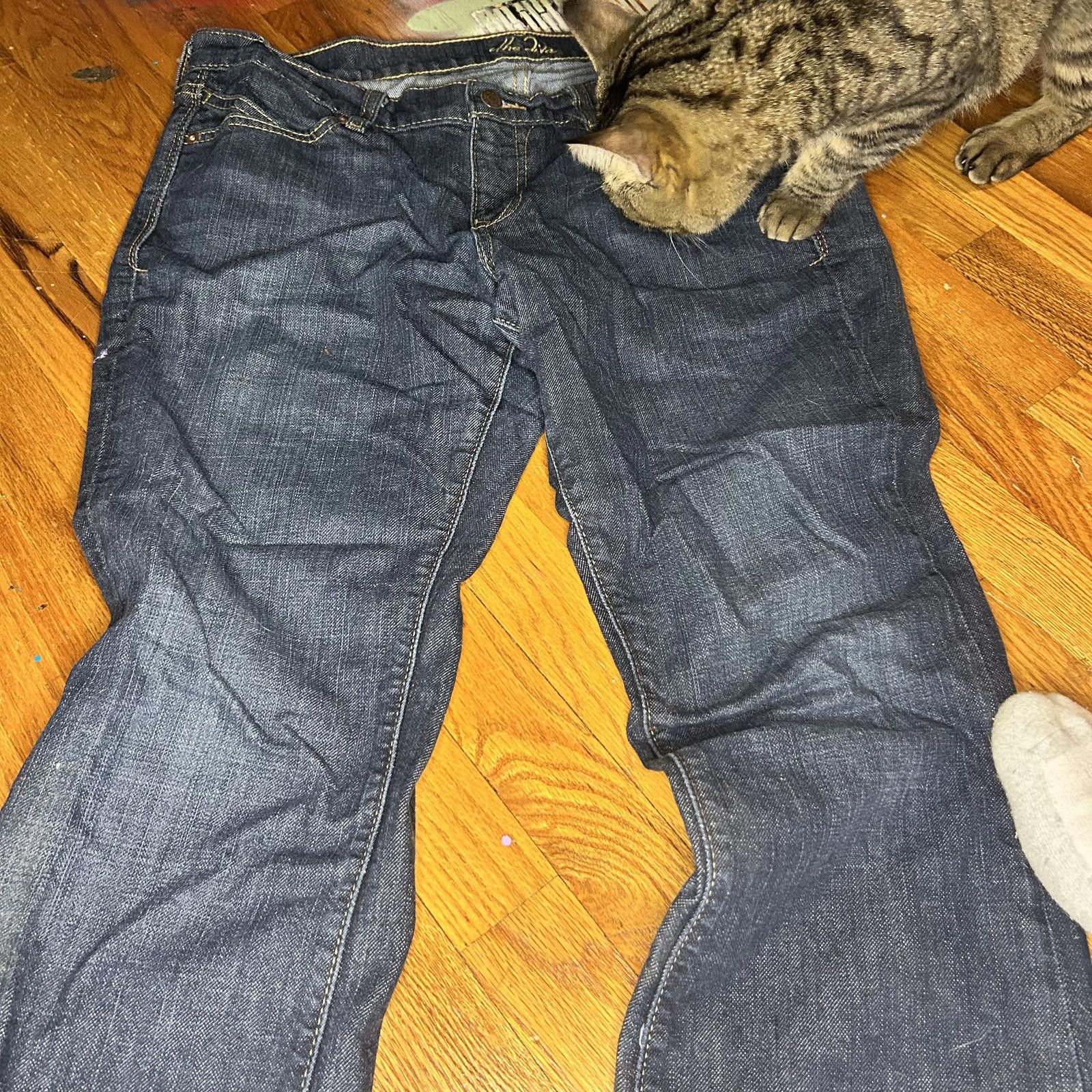 Divide The Youth The Diva Women's Jeans Size 12 Short - Denim Delight! Size 34" / US 12 / IT 48 - 1 Thumbnail