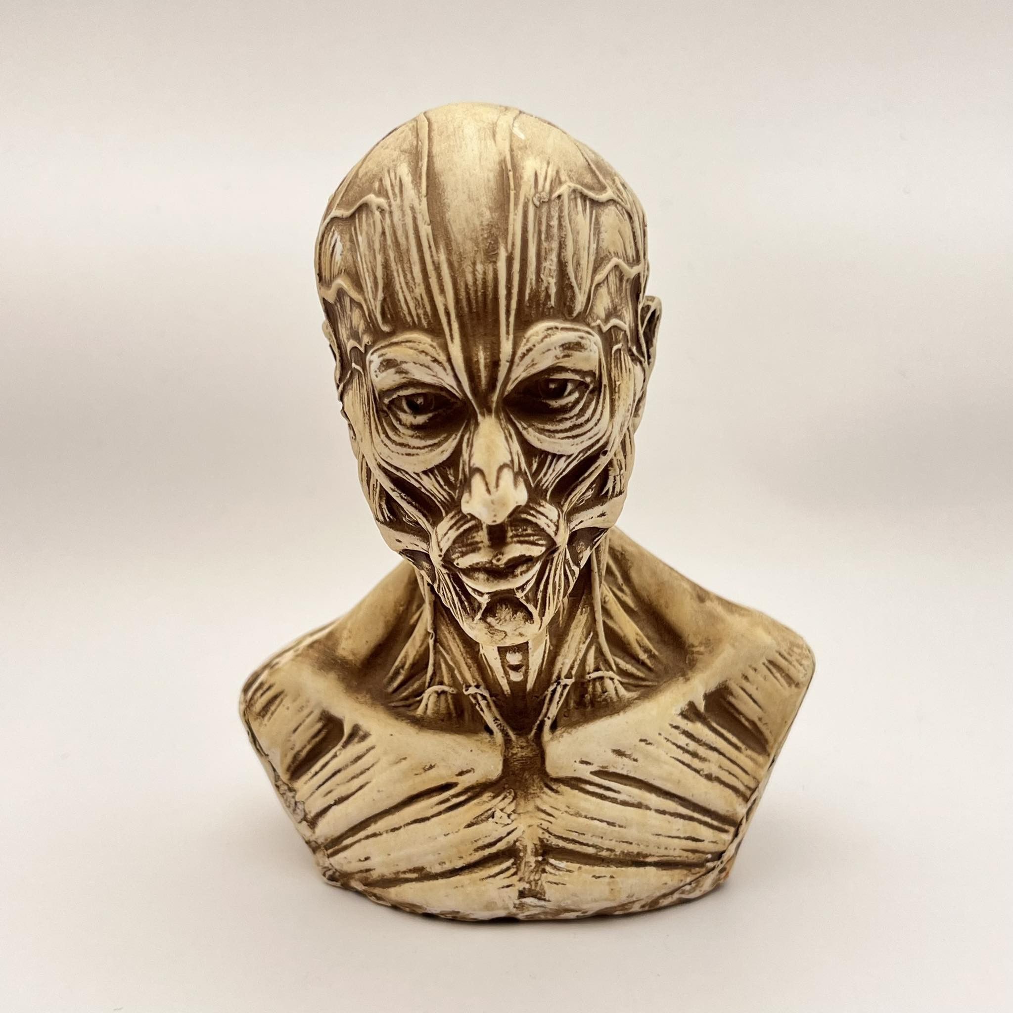 Vintage Art Head Bust of Houdon Ecorche Man Gypsum Detailing Muscles Size ONE SIZE - 2 Thumbnail