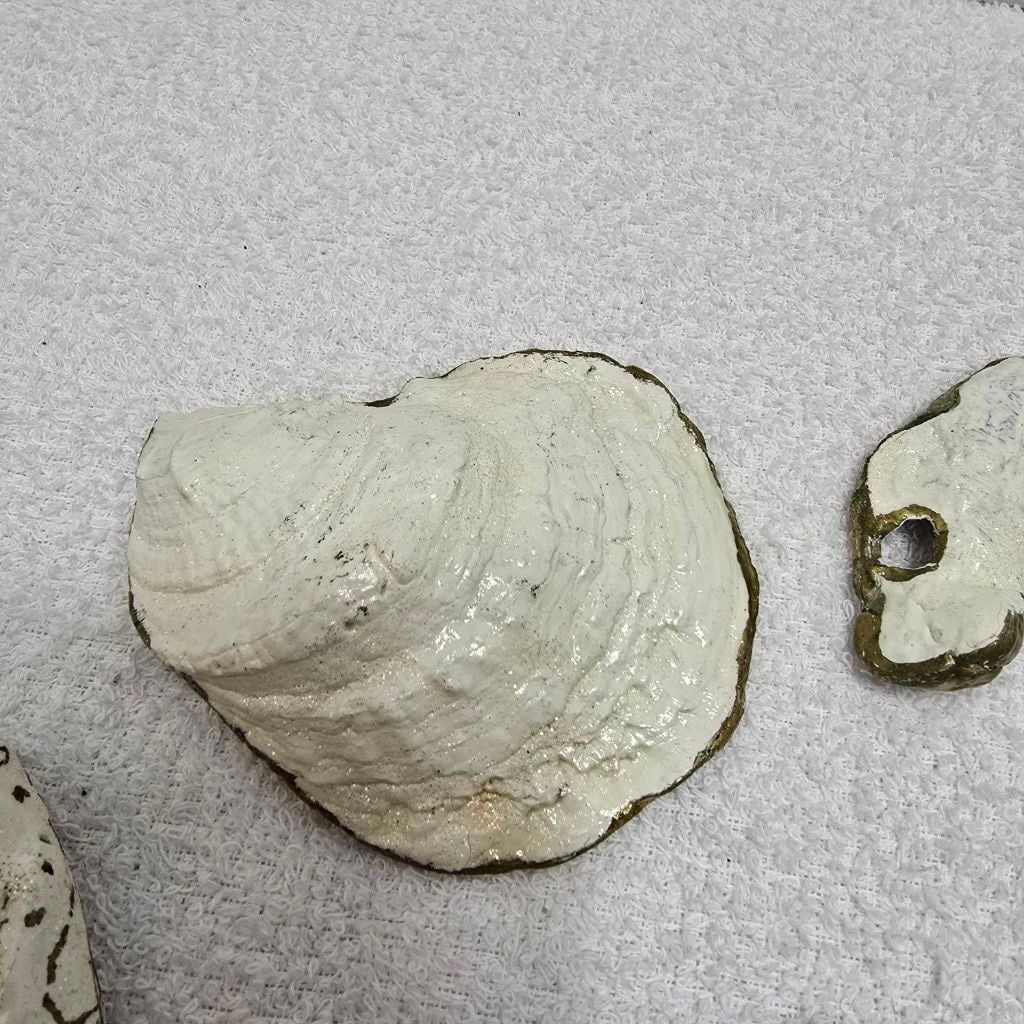The Unbranded Brand Unbranded Decor Oyster Shells One Size White Gold Size ONE SIZE - 6 Thumbnail