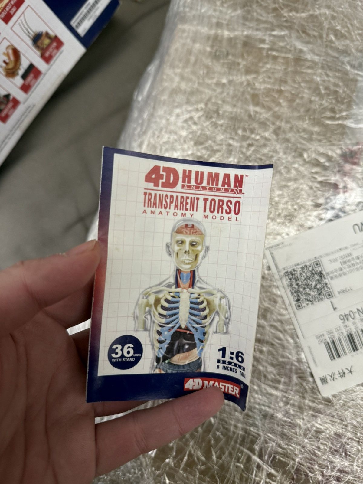 Supreme Supreme male Anatomy Model Clear transparent Torso Size ONE SIZE - 6 Thumbnail