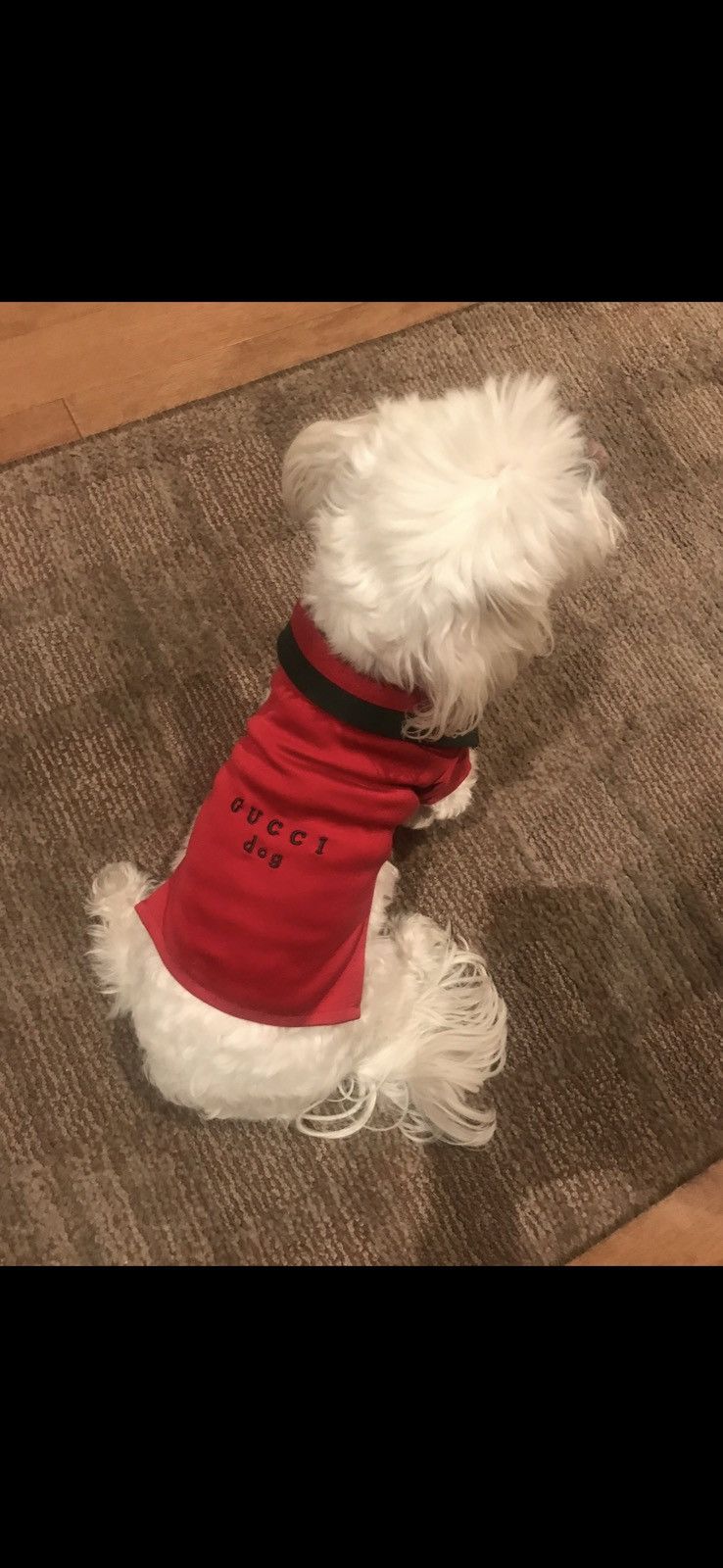 Gucci Gucci Dog Shirt Size ONE SIZE - 1 Thumbnail