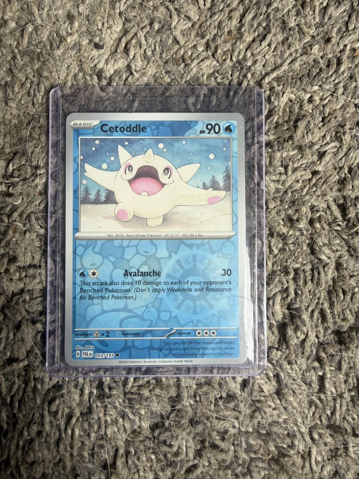 Pokemon 2023 Pokémon Cetoddle Card Size ONE SIZE - 1 Thumbnail