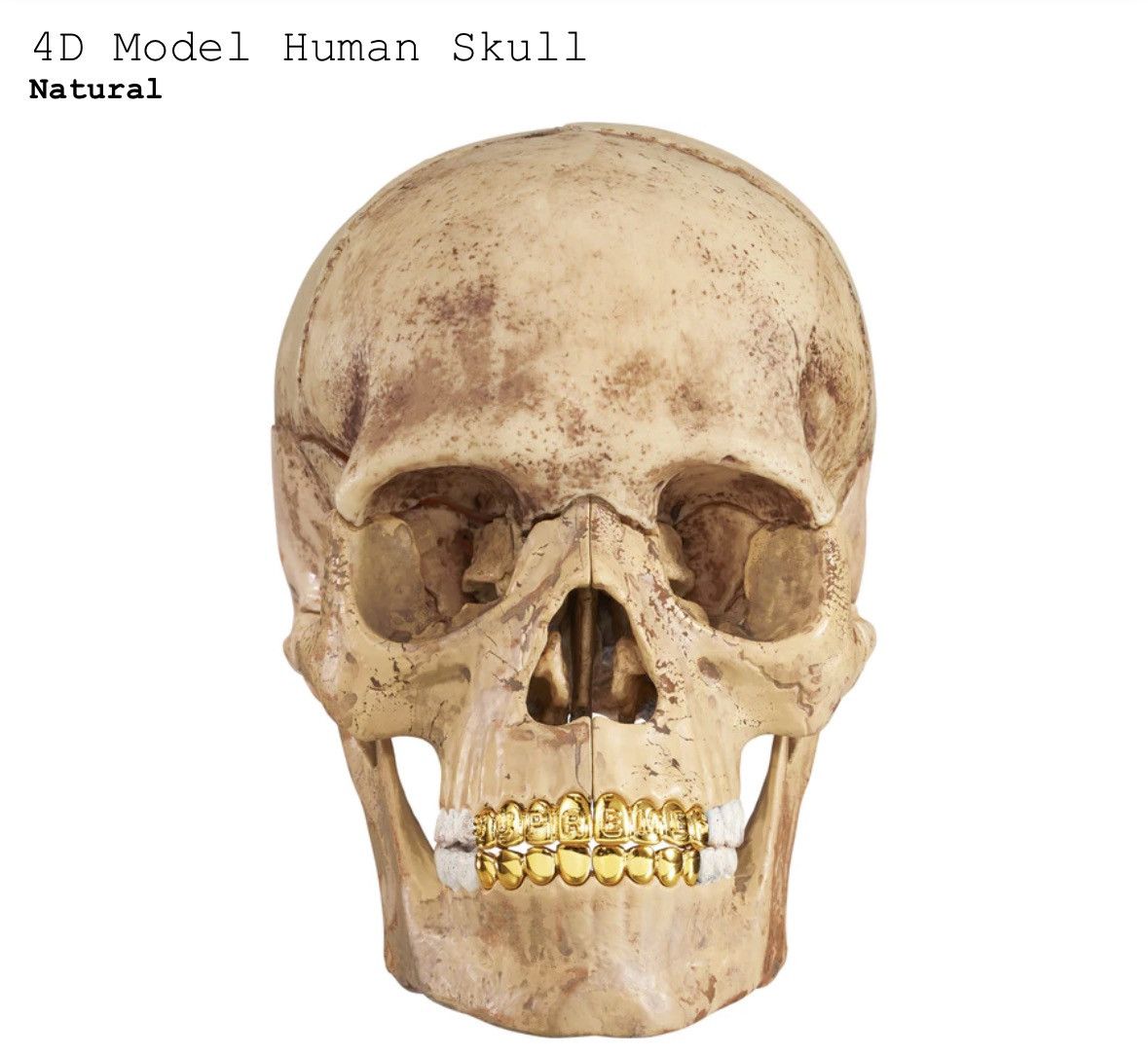 image of Supreme 4D Model Human Skull in White, Men's