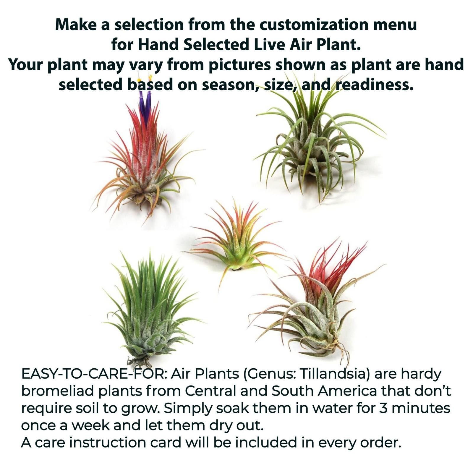 Other Purple Small Air Plant Holder Display Stand Fern Tillandsia Size ONE SIZE - 7 Thumbnail