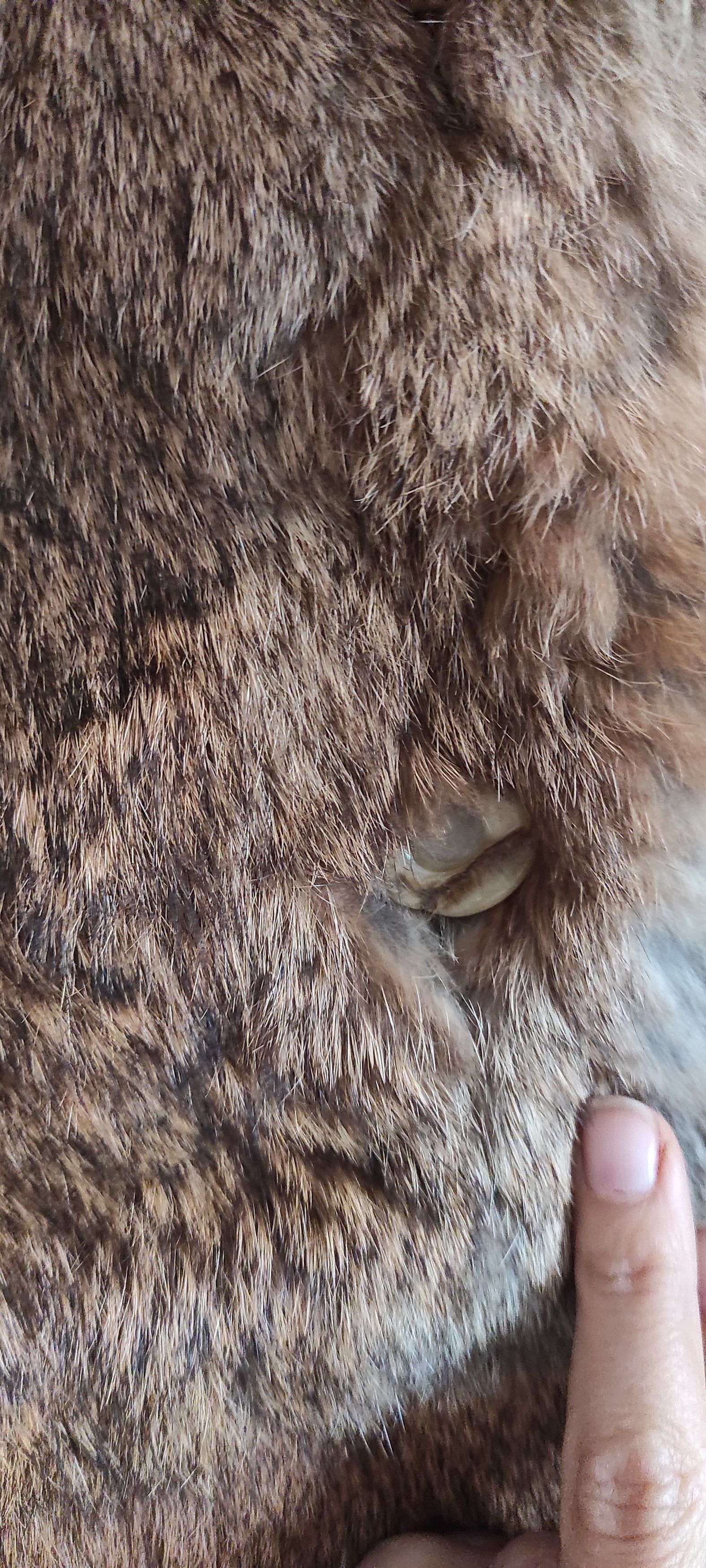 Genuine Leather × Vintage Frylane Paris Genuine Real Rabbit Fur Coat Made In France M Size M / US 6-8 / IT 42-44 - 13 Thumbnail