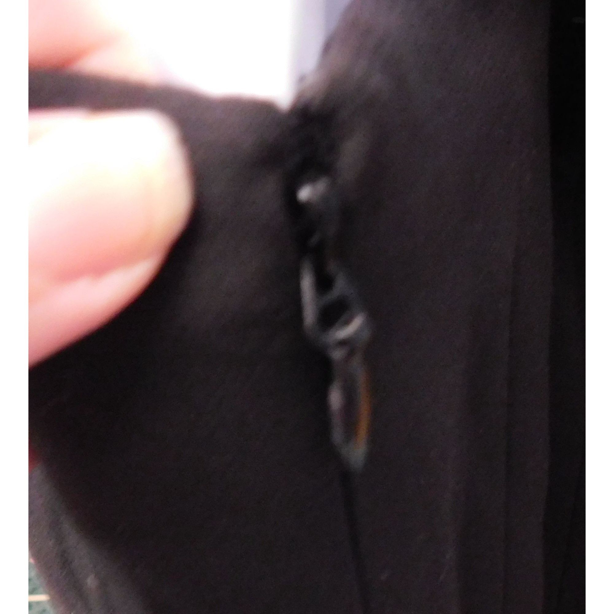 Bcbgmaxazria BCBGMaxazria Black Bronwyn Skirt Knee Length Size 6 Size 28" / US 6 / IT 42 - 4 Thumbnail