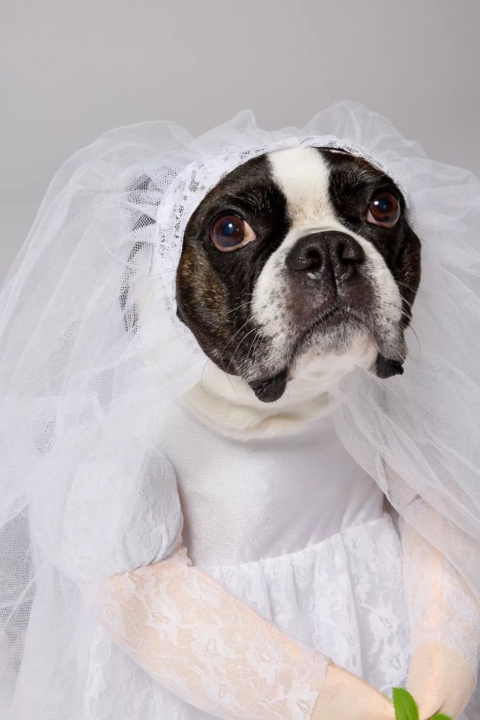 Urban Outfitters Urban Outfitters Bride Pet Costume size M Size ONE SIZE - 2 Thumbnail