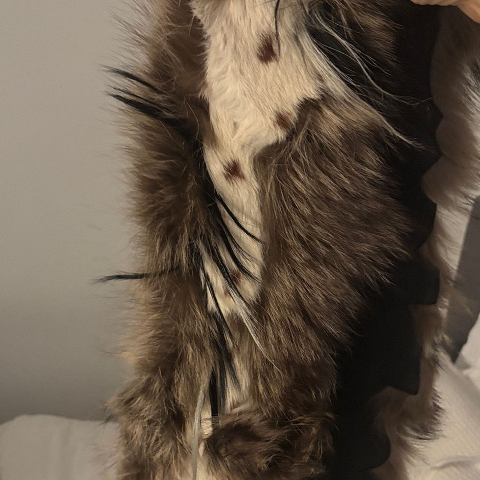 Gianfranco Ferre NWT Gianfranco Ferré Real Fur Collar Scarf Size ONE SIZE - 5 Thumbnail