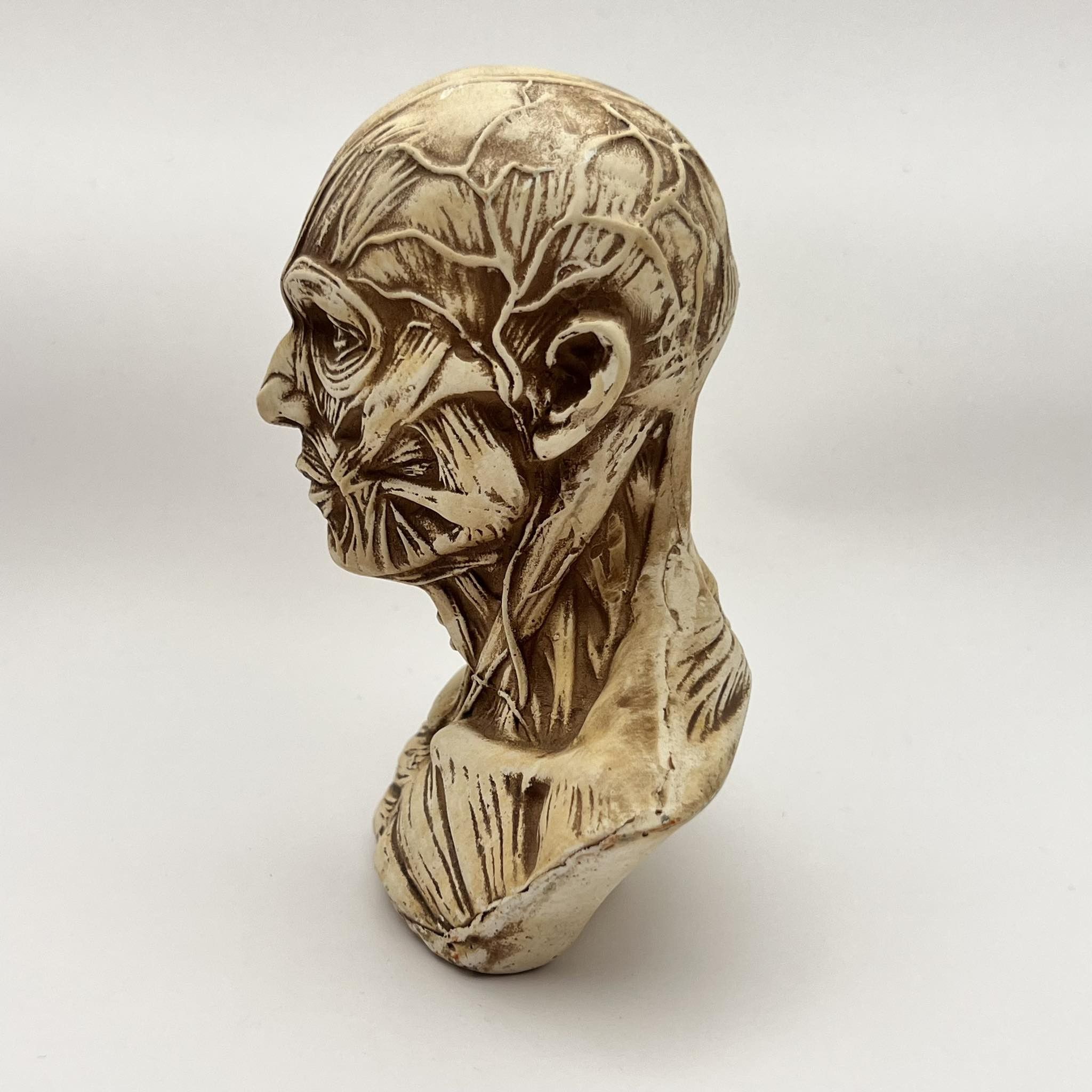 Vintage Art Head Bust of Houdon Ecorche Man Gypsum Detailing Muscles Size ONE SIZE - 5 Thumbnail