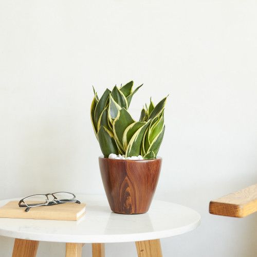 Designer × Homemade 2-Pack 10 in.Dark Wood Plastic Self-watering Planter Pot Size US L / EU 52-54 / 3 - 7 Thumbnail