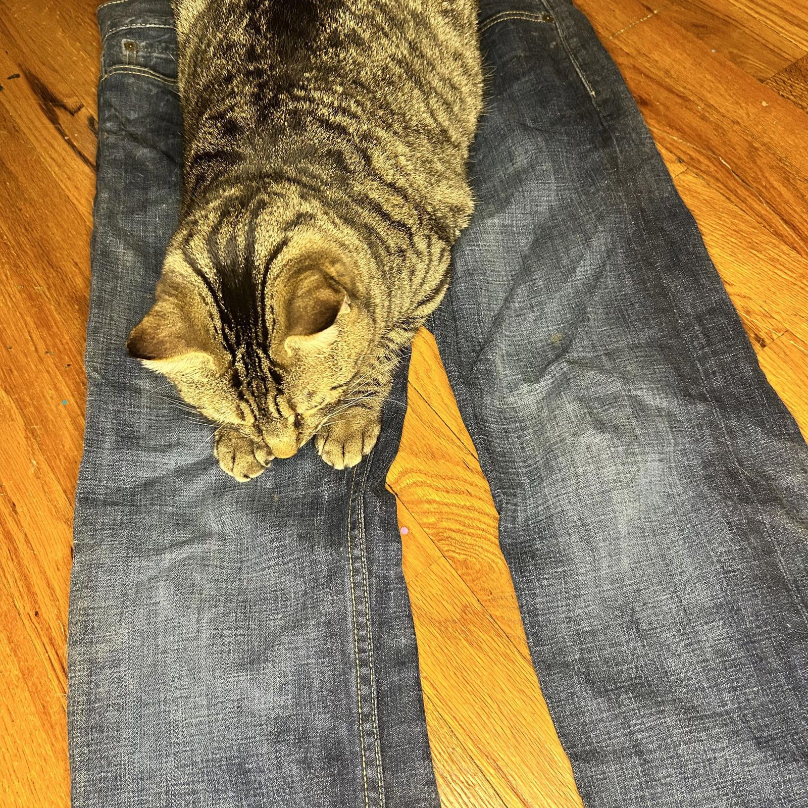 Other Gloria Vanderbilt Faded Glory Black Jeans, Size 12P Size 34" / US 12 / IT 48 - 4 Thumbnail