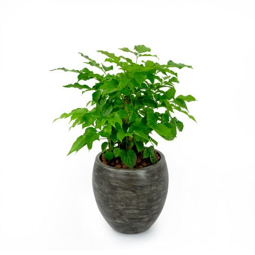 Designer × Homemade Smart Self-watering Round Planter Pot for Indoor and Outdoor Size US L / EU 52-54 / 3 - 3 Thumbnail