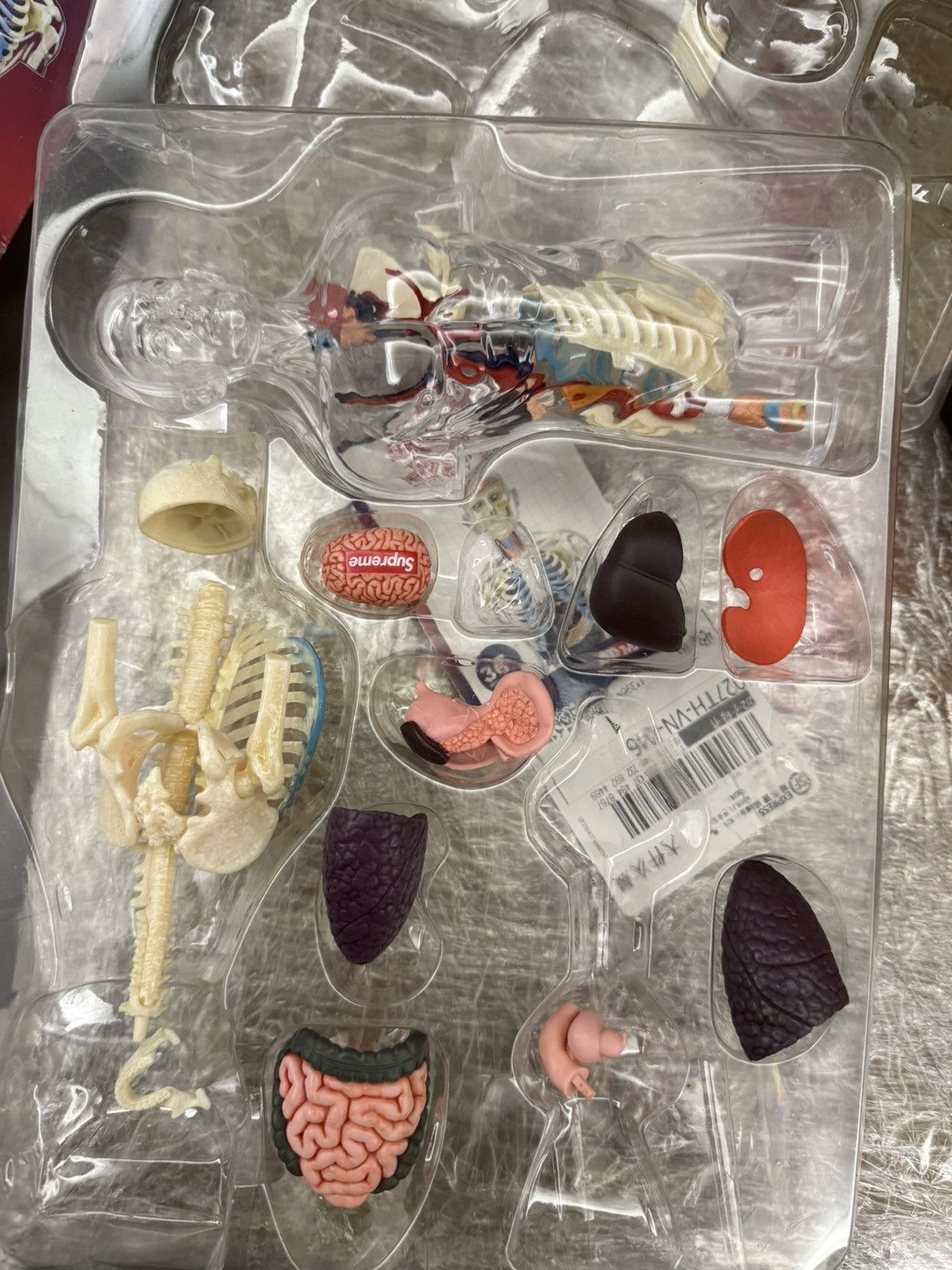 Supreme Supreme male Anatomy Model Clear transparent Torso Size ONE SIZE - 4 Thumbnail