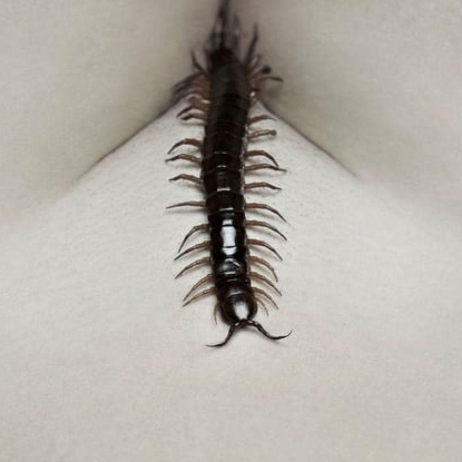 Other Black Scolopendra | G WORLD | Adult Costume Size ONE SIZE - 6 Thumbnail