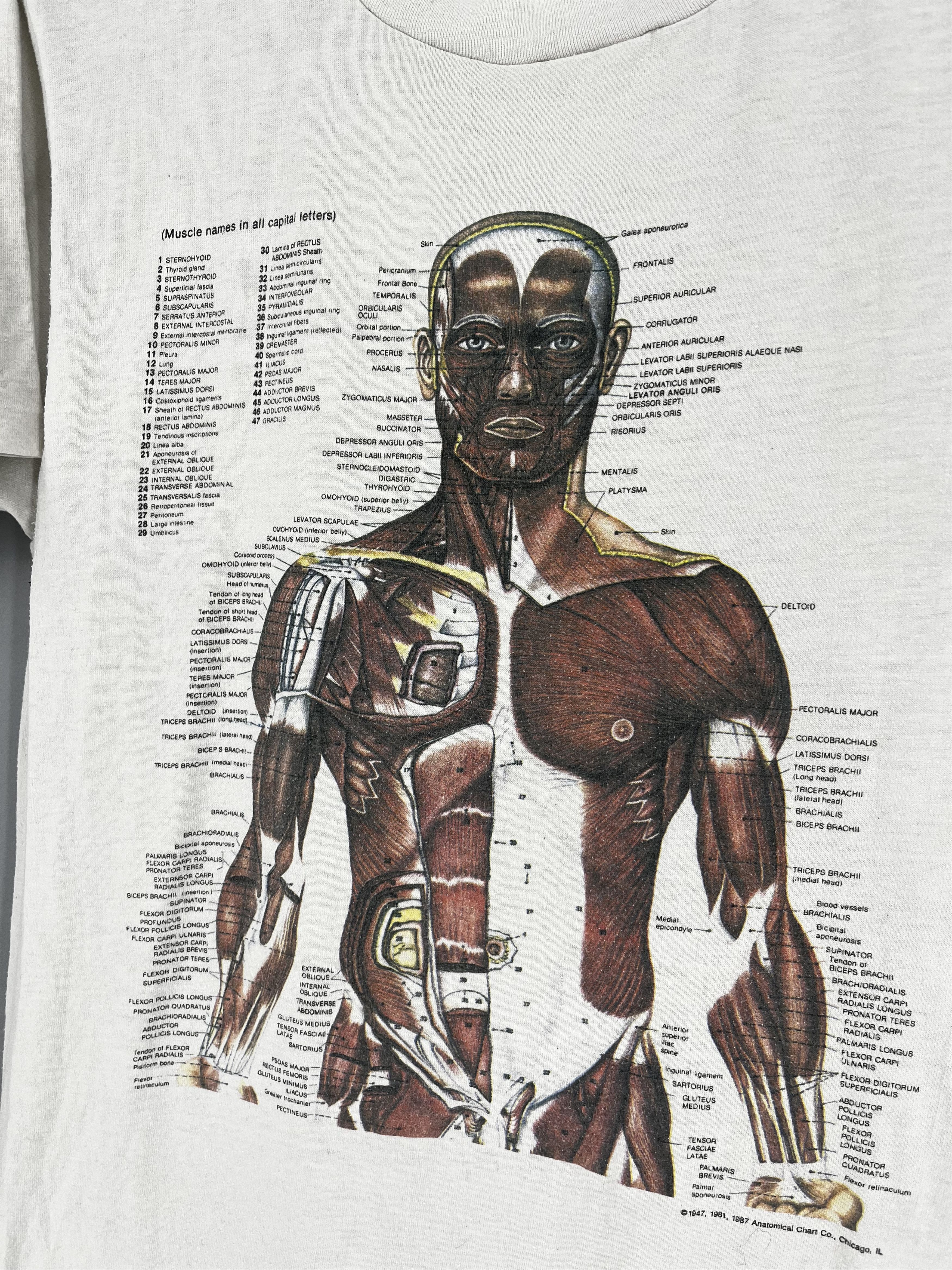 Other Anatomy Muscle Shirt Same Print as Kurt Cobain Rare Medical Size US M / EU 48-50 / 2 - 7 Thumbnail