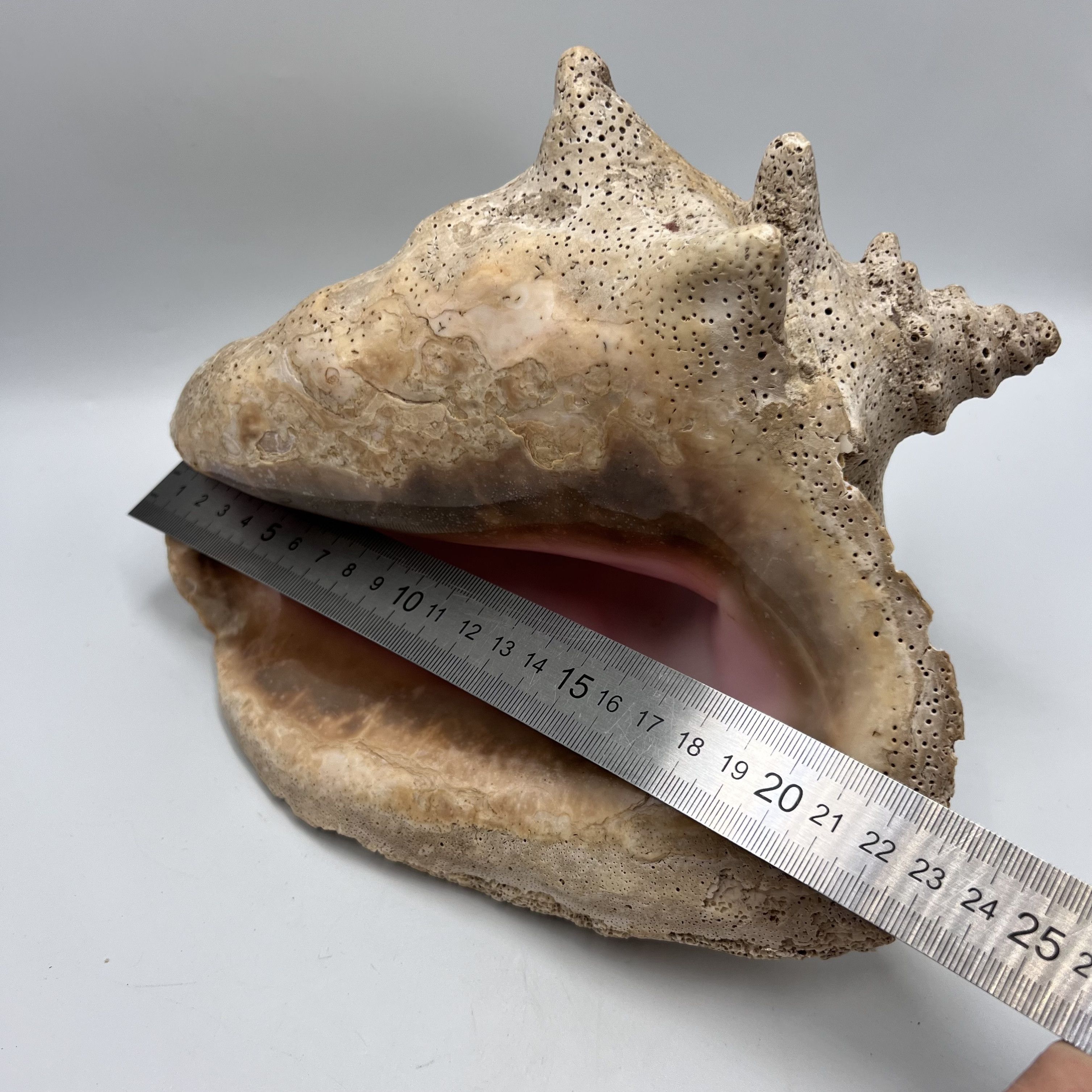 Vintage Huge Vintage Ocean Shell Strombus Gigas Oceanic Size ONE SIZE - 7 Thumbnail