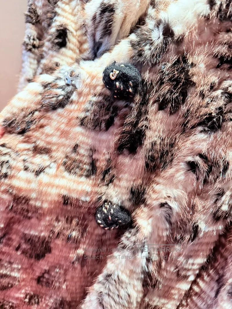Fendi Fendi Fur coat Size XS / US 0-2 / IT 36-38 - 3 Thumbnail