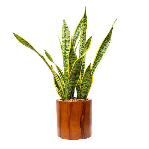 Designer × Homemade 7.8 in. Dark Wood Plastic Self-watering Planter Pot Size US L / EU 52-54 / 3 - 5 Thumbnail