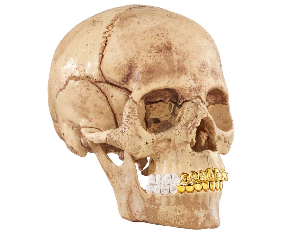 Supreme Supreme 4D Model Human Skull Size ONE SIZE - 4 Thumbnail