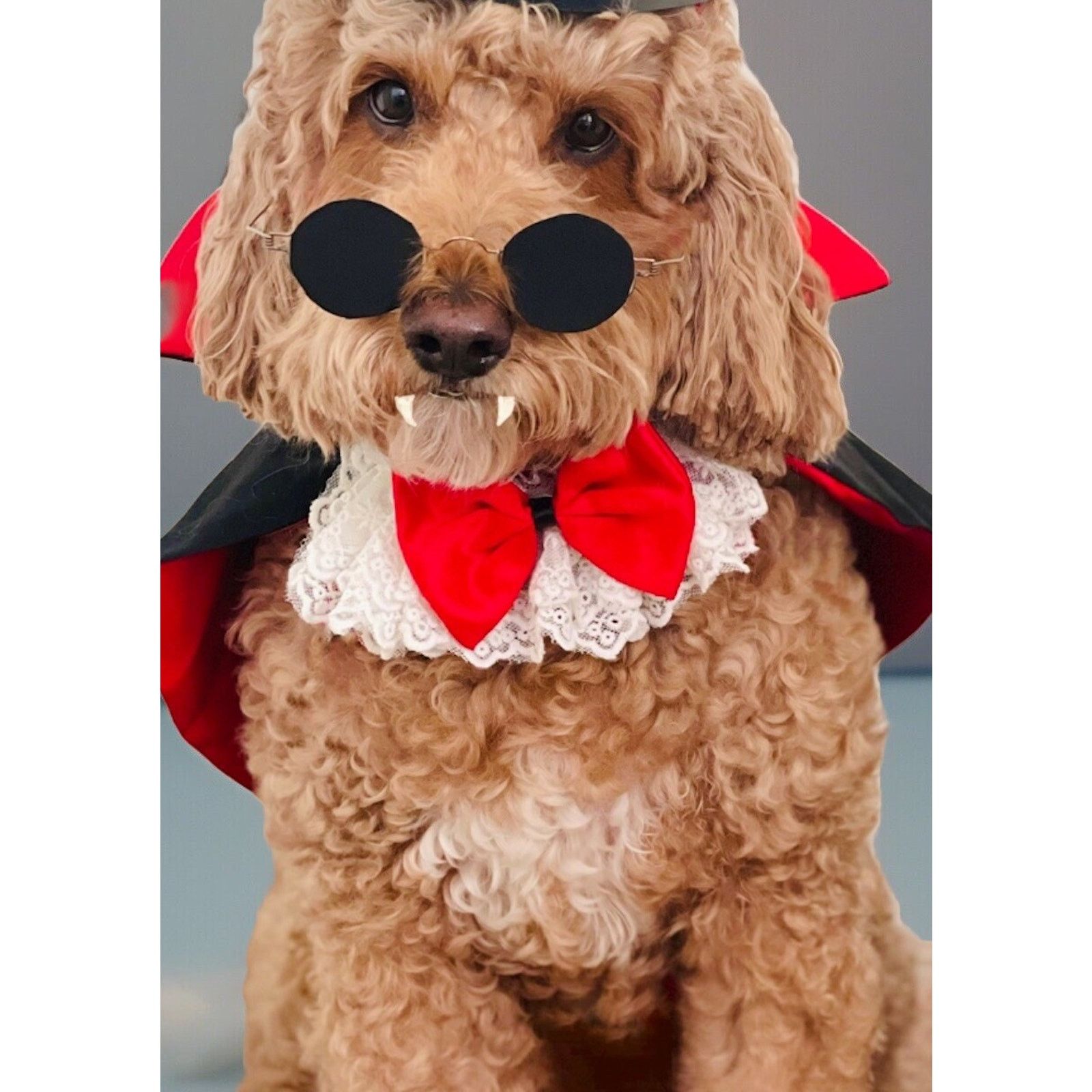 Handmade Dog/Pet Costume Old Fashioned Dracula Vampire Handmade M Size ONE SIZE - 1 Thumbnail