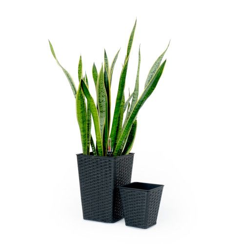 Designer × Homemade 2-Pack Smart Self-watering Square Planter for Indoor and Out Size US L / EU 52-54 / 3 - 5 Thumbnail