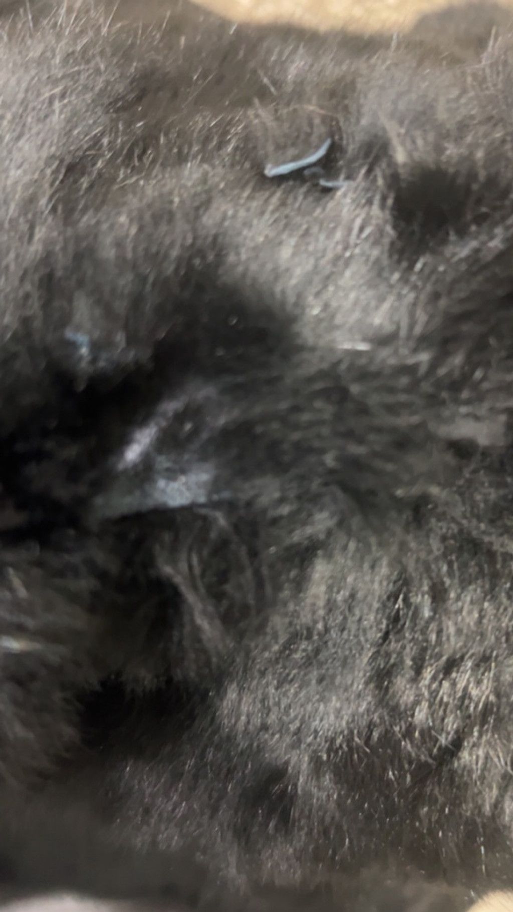 Other Women's Vintage Somerset Furs Black Rabbit Fur Coat M Size M / US 6-8 / IT 42-44 - 6 Thumbnail