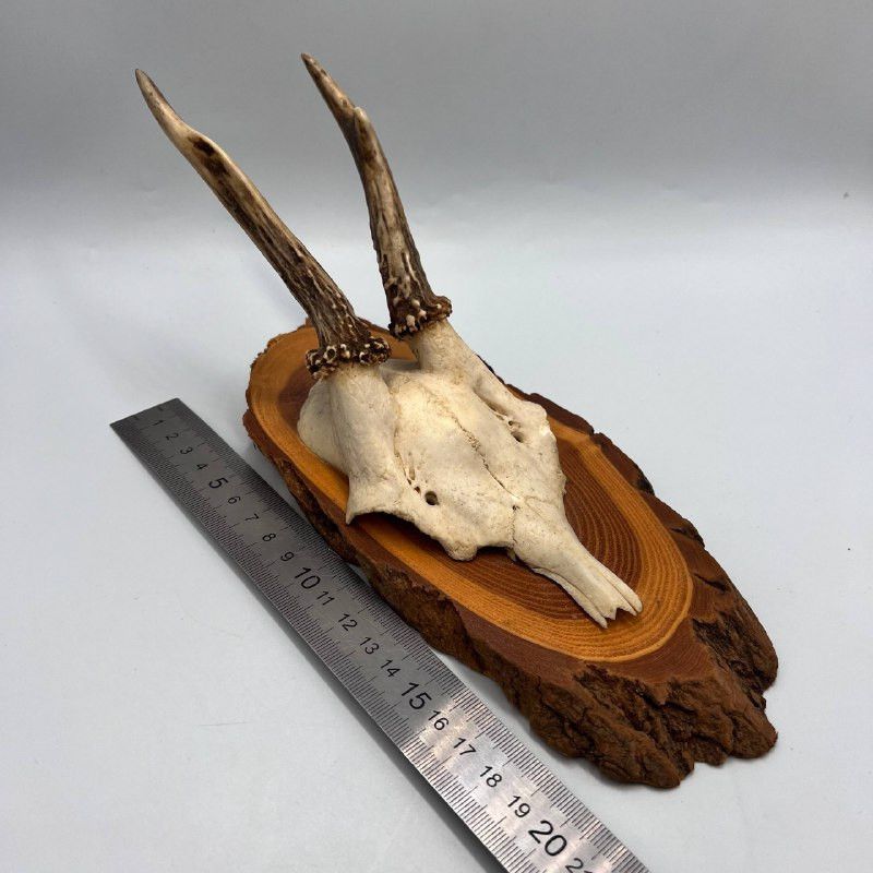 Vintage Roe Deer Antler Mount on Wooden Plaque Rustic Cabin
