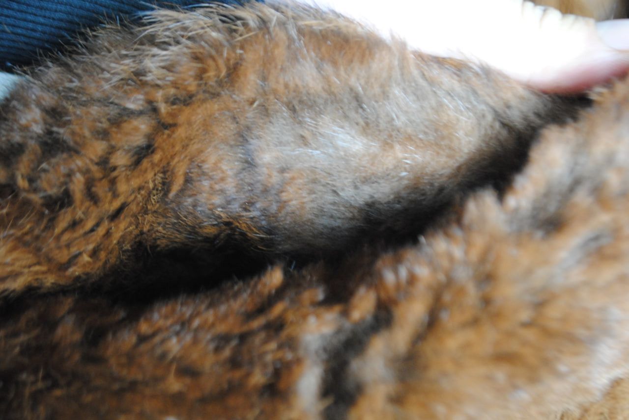 Other Women's Genuine Rabbit Fur Coat Size L / US 10 / IT 46 - 5 Thumbnail