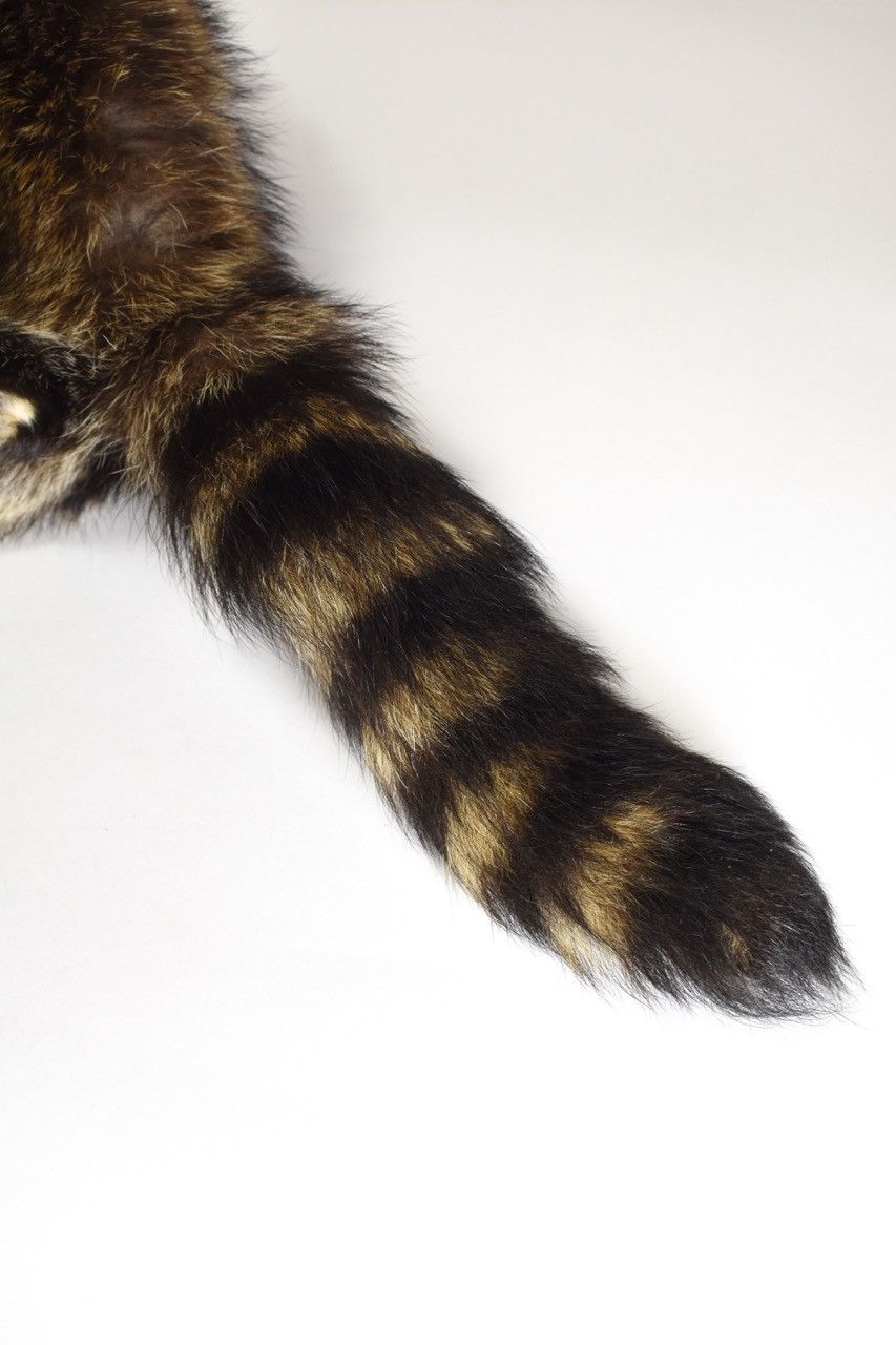 Other Sekanson Traditional Raccoon Skin Band Size ONE SIZE - 7 Thumbnail