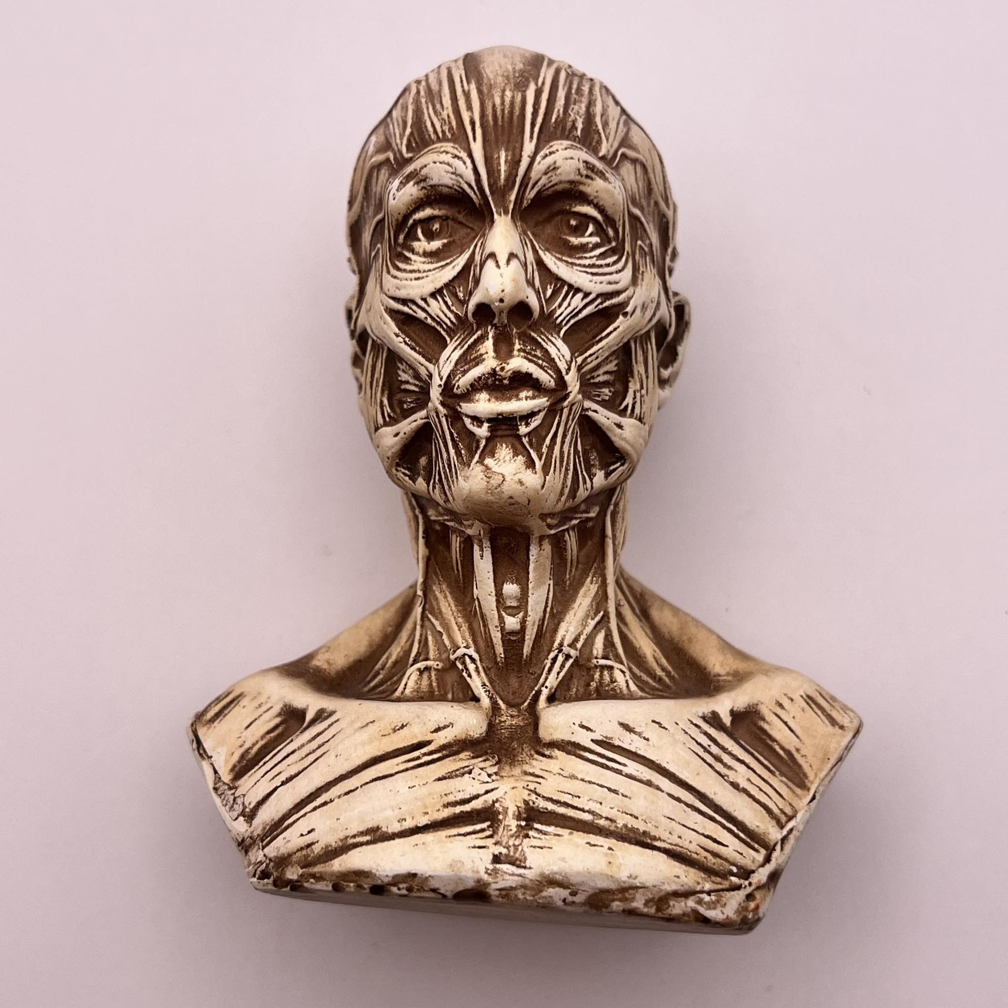 Vintage Art Head Bust of Houdon Ecorche Man Gypsum Detailing Muscles Size ONE SIZE - 8 Thumbnail
