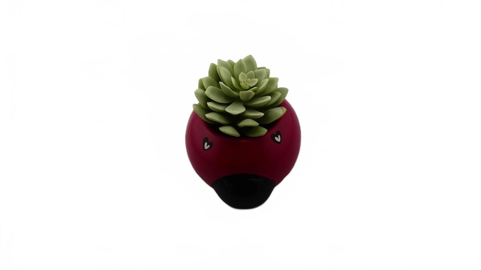 Designer Ladybug Ceramic Planter with Artificial Succulent Size ONE SIZE - 1 Thumbnail