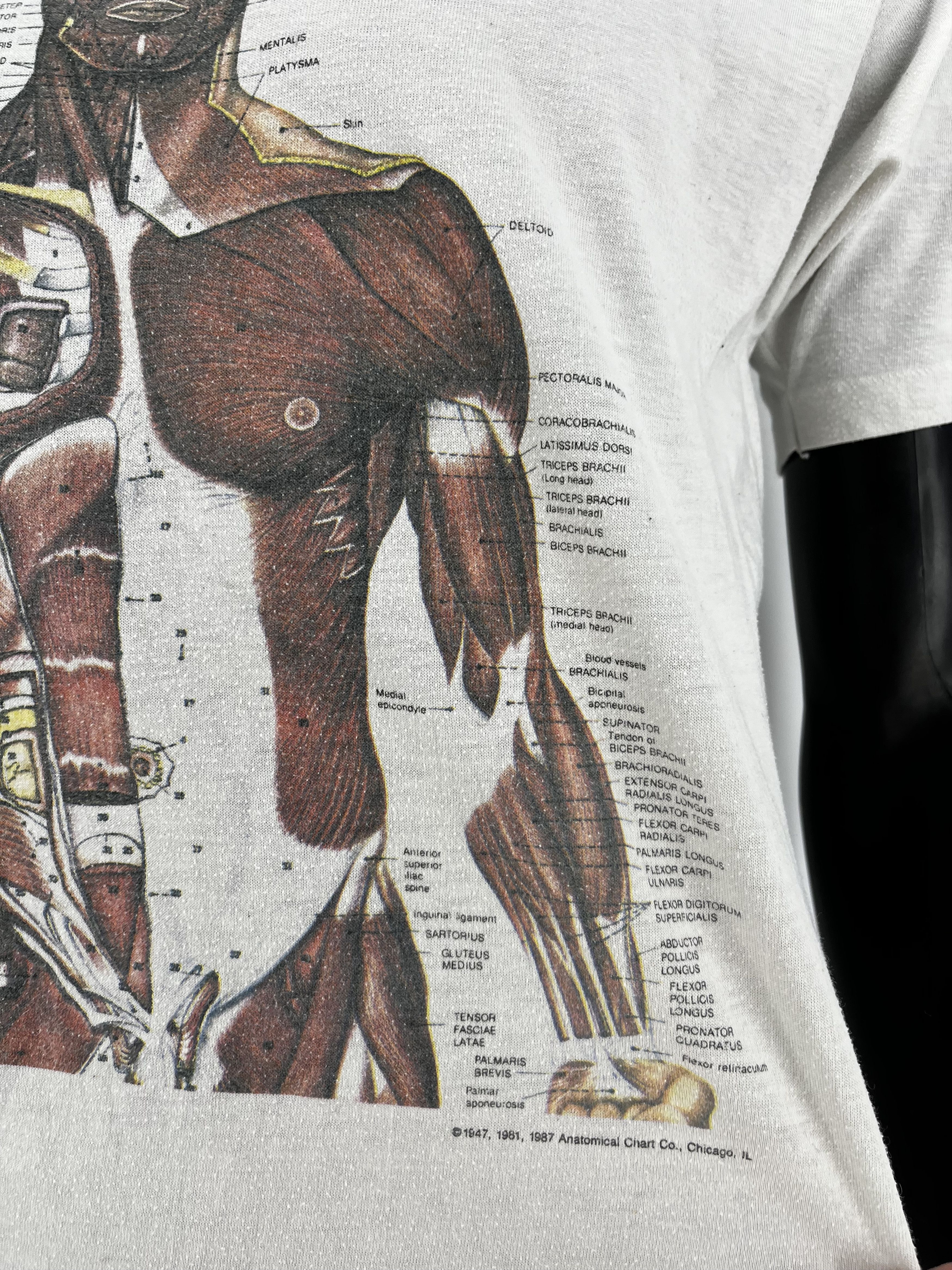 Nirvana Anatomy Muscle Shirt Same Print as Kurt Cobain Rare Medical Size US L / EU 52-54 / 3 - 10 Thumbnail