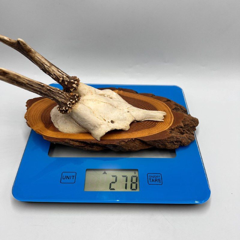 Vintage Roe Deer Antler Mount on Wooden Plaque Rustic Cabin