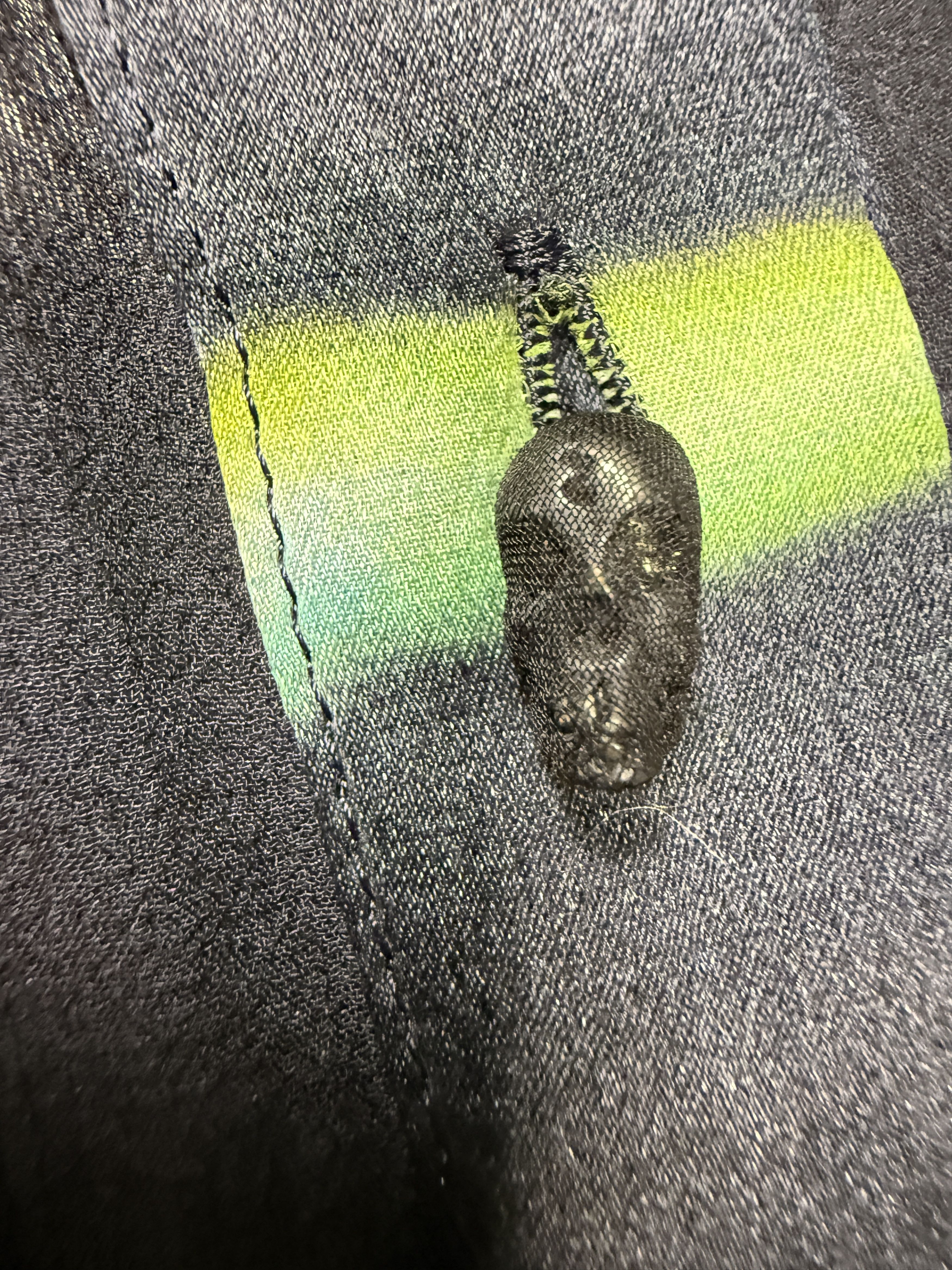 If Six Was Nine TXS-4/W Multicolor Silk Button Up Shirt