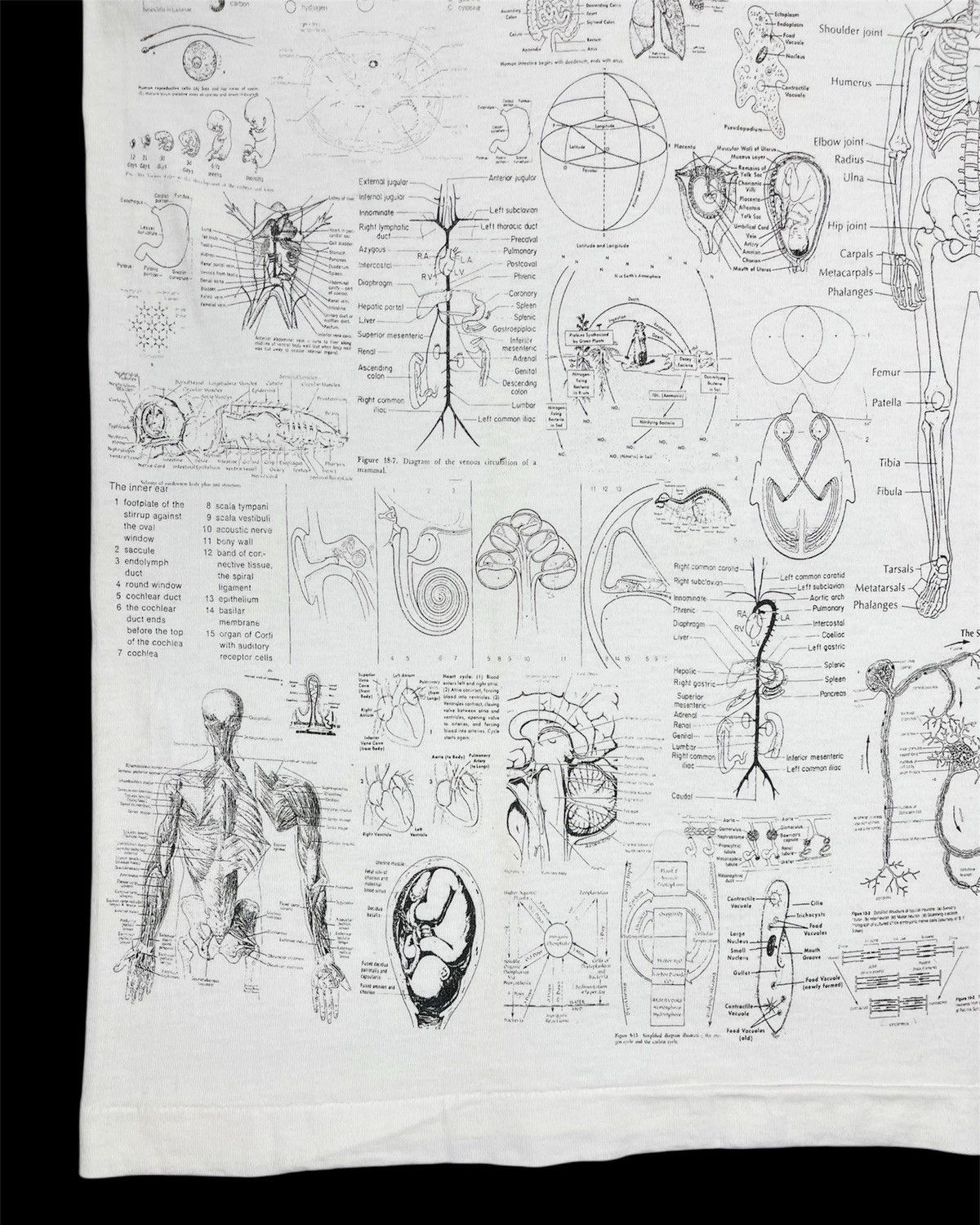 Vintage 1990s Blinded by Science Test Answer Anatomy Tee Size US M / EU 48-50 / 2 - 6 Thumbnail