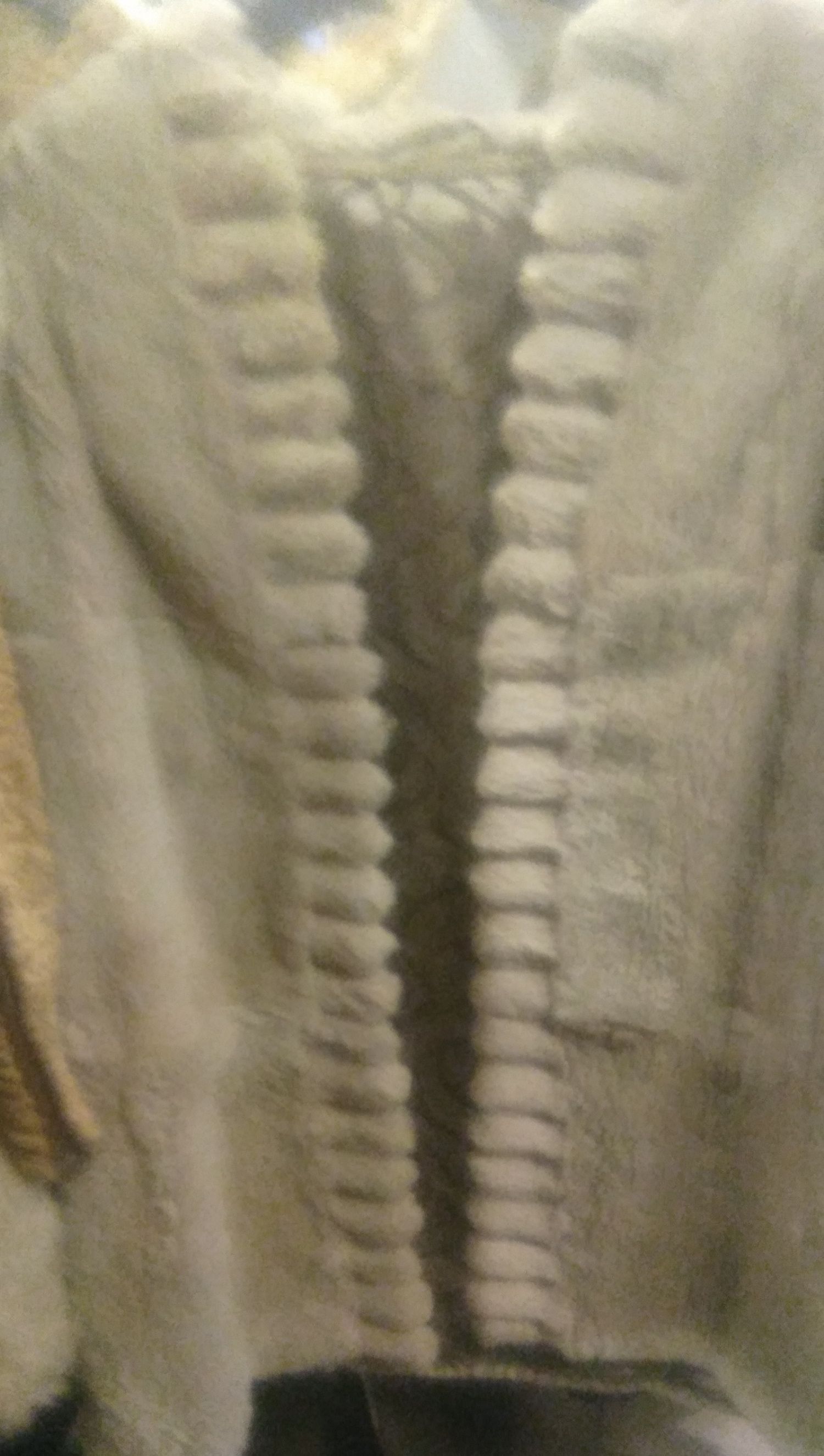 Vintage fur