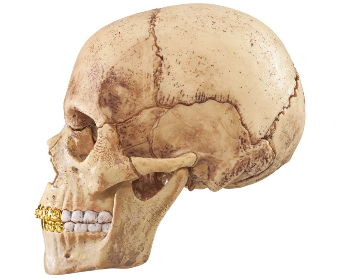 Supreme Supreme 4D Model Human Skull Size ONE SIZE - 5 Thumbnail