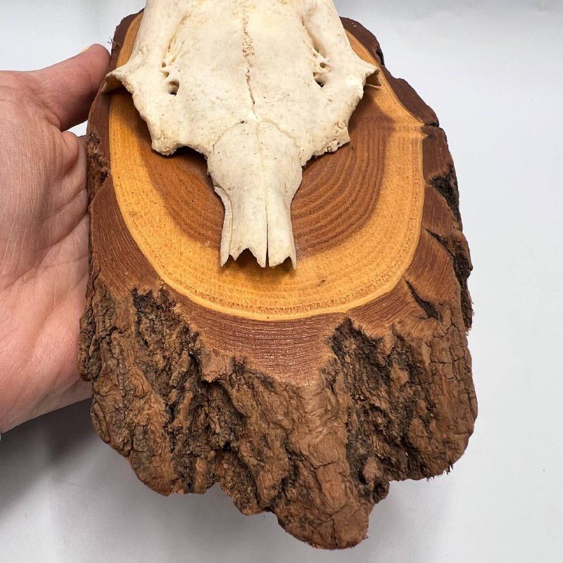 Vintage Roe Deer Antler Mount on Wooden Plaque Rustic Cabin