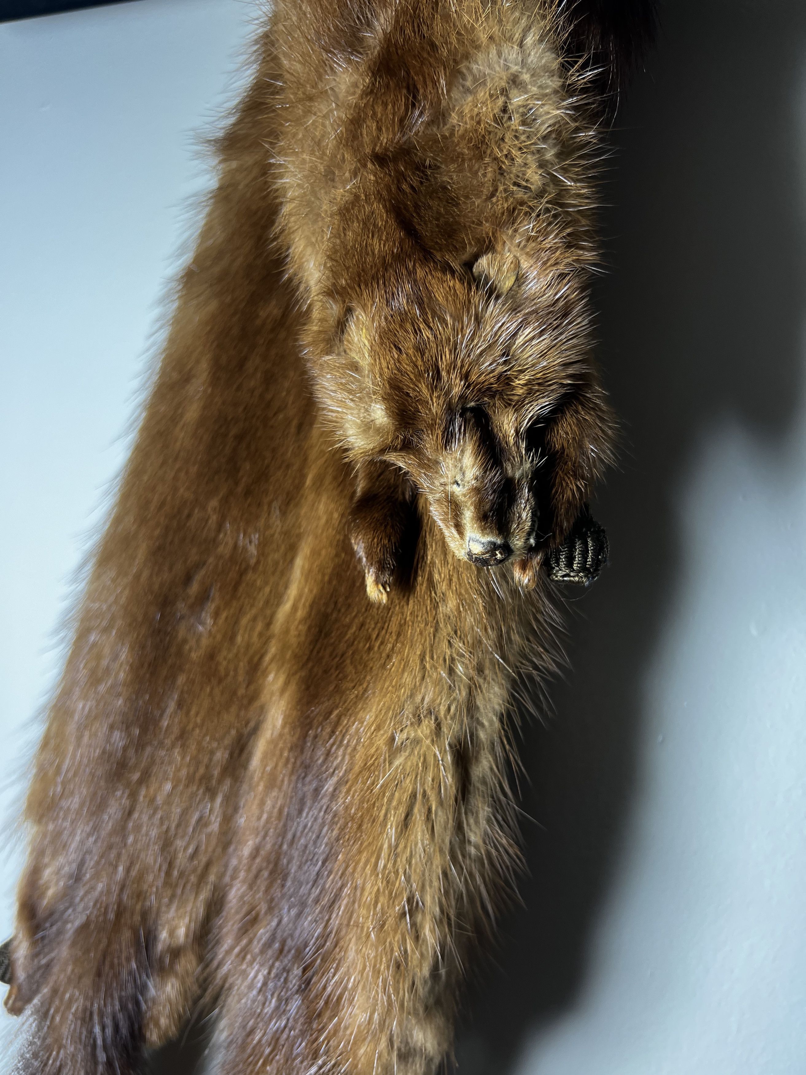 Other × Vintage Vintage 40's-50's Fur Taxidermy Pelt Collar - Mink Stole Size ONE SIZE - 3 Thumbnail