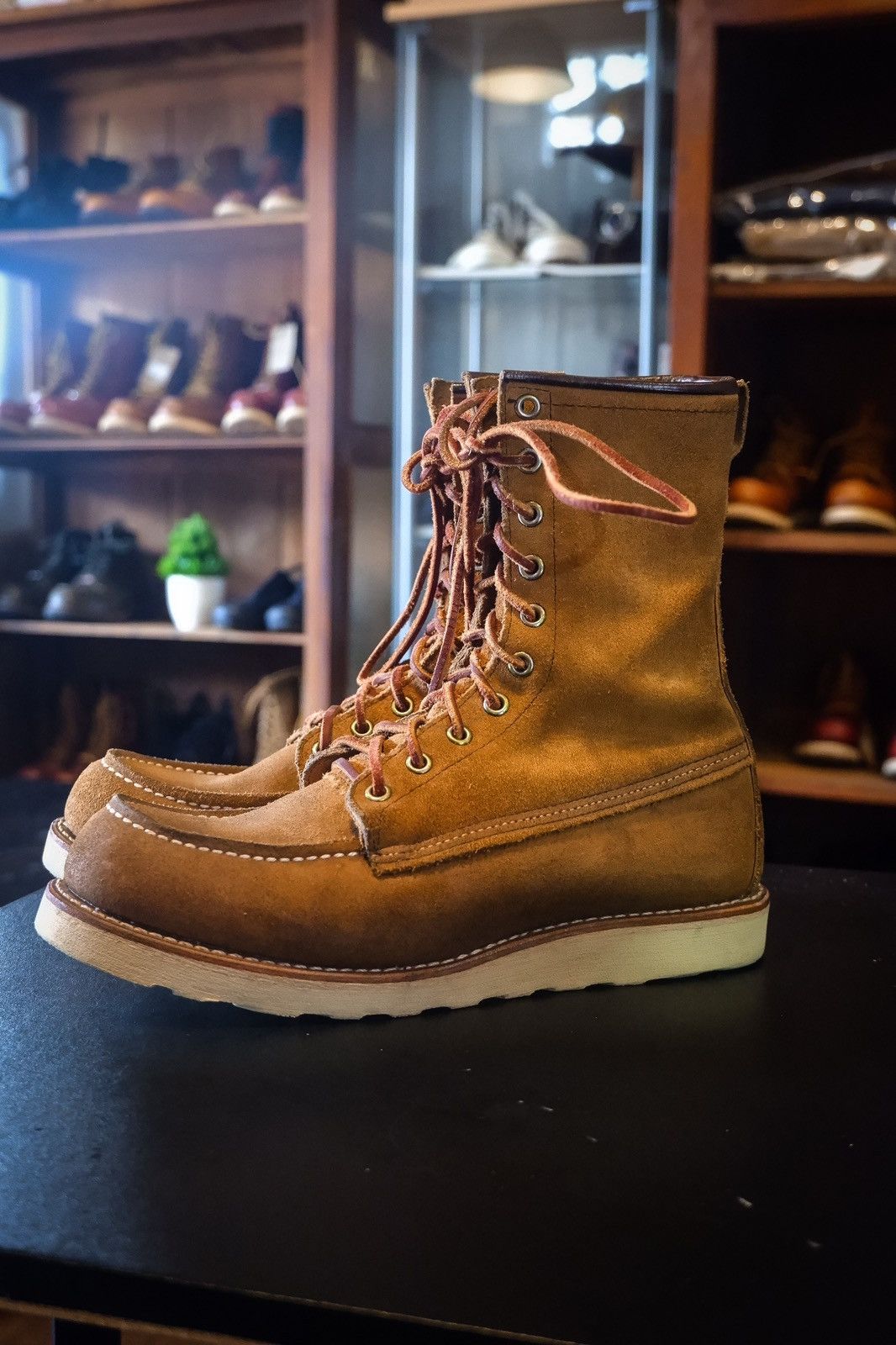 Red wing Irish setter 879