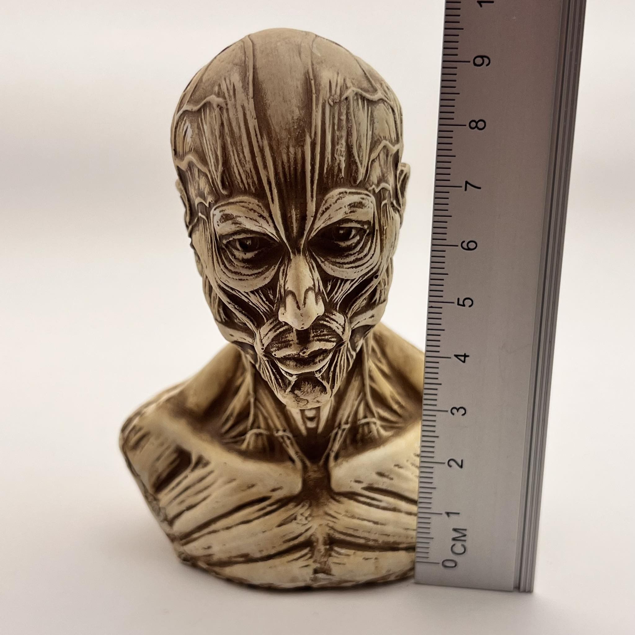 Vintage Art Head Bust of Houdon Ecorche Man Gypsum Detailing Muscles Size ONE SIZE - 3 Thumbnail