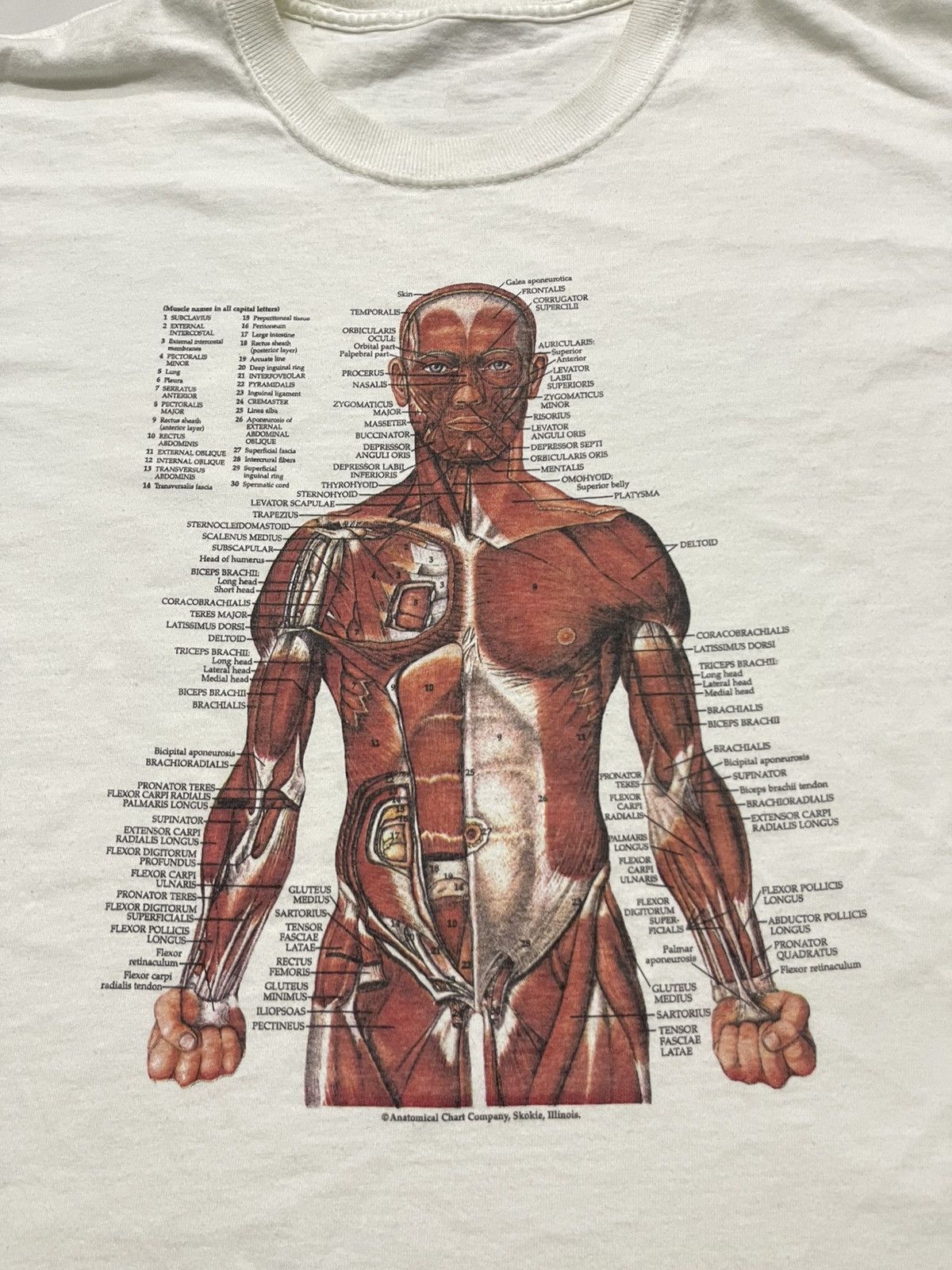 Fruit Of The Loom VINTAGE KURT COBAIN ANATOMICAL HUMAN SHIRT Size US L / EU 52-54 / 3 - 5 Thumbnail