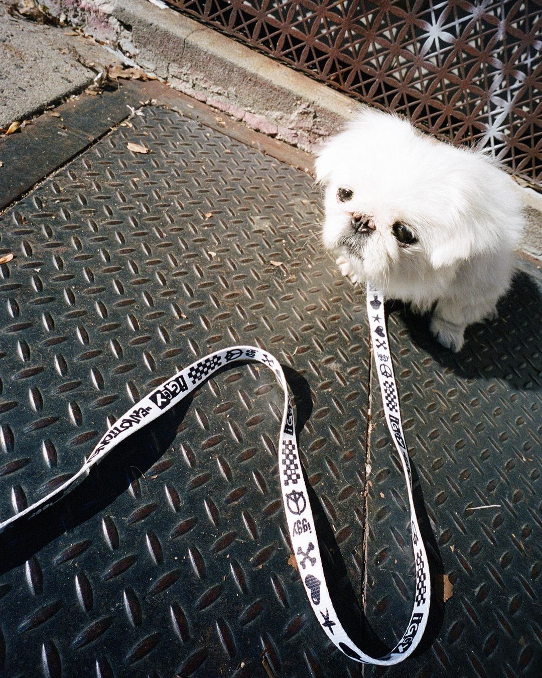 Iggy IGGY NYC DOG COLLAR AND LEASH SET Size ONE SIZE - 8 Thumbnail