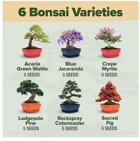 NBDN Nobrandedon Complete Bonsai Starter Kit w/ 6 Seed Varieties - Unique Size ONE SIZE - 3 Thumbnail