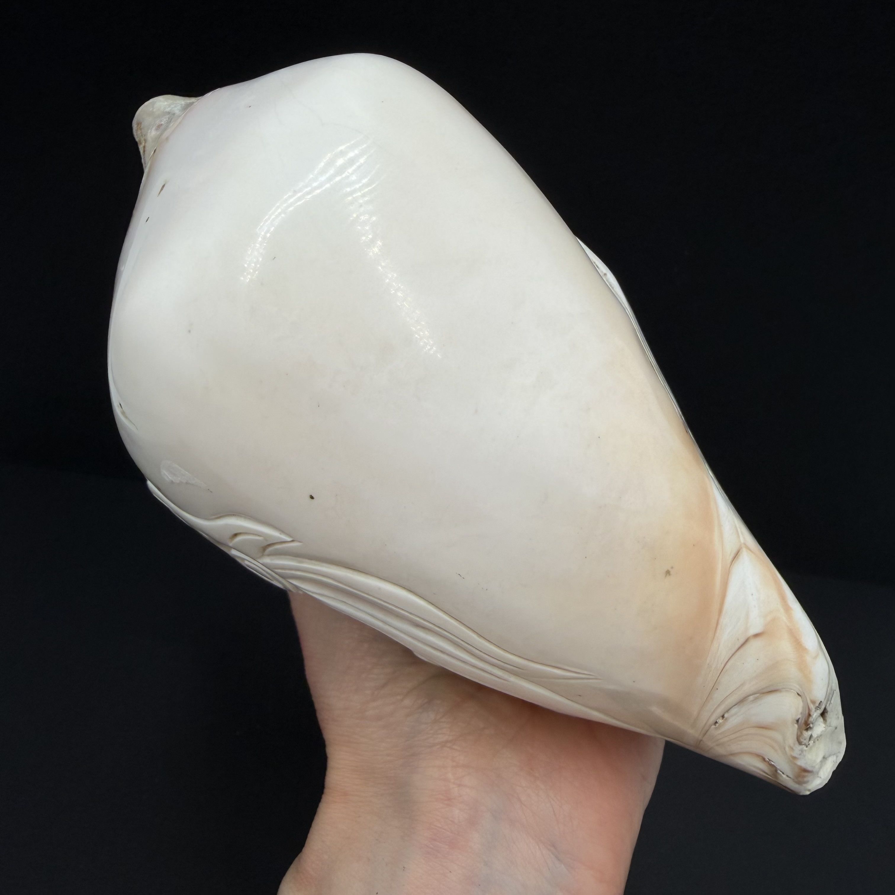 Vintage Vintage Hand Carved Conch Shell Fish Decor Natural Sea Shell Size ONE SIZE - 4 Thumbnail