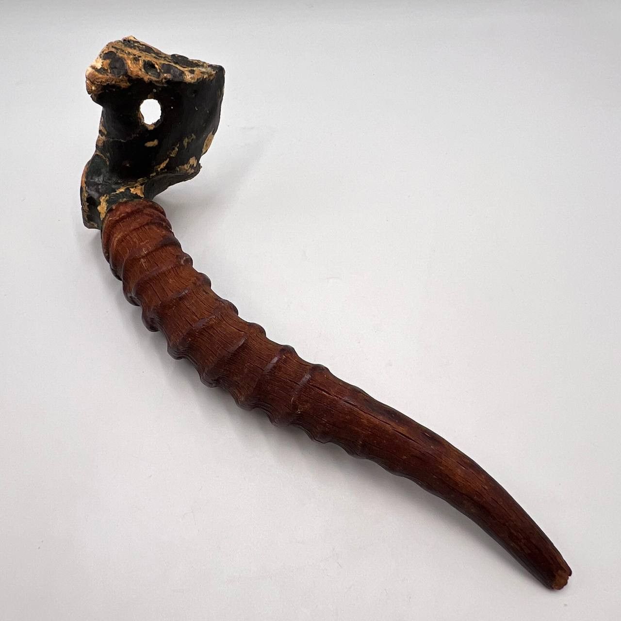 Vintage Original Vintage Gazelle Saiga Horn Taxidermy 232 gr. Size ONE SIZE - 1 Thumbnail