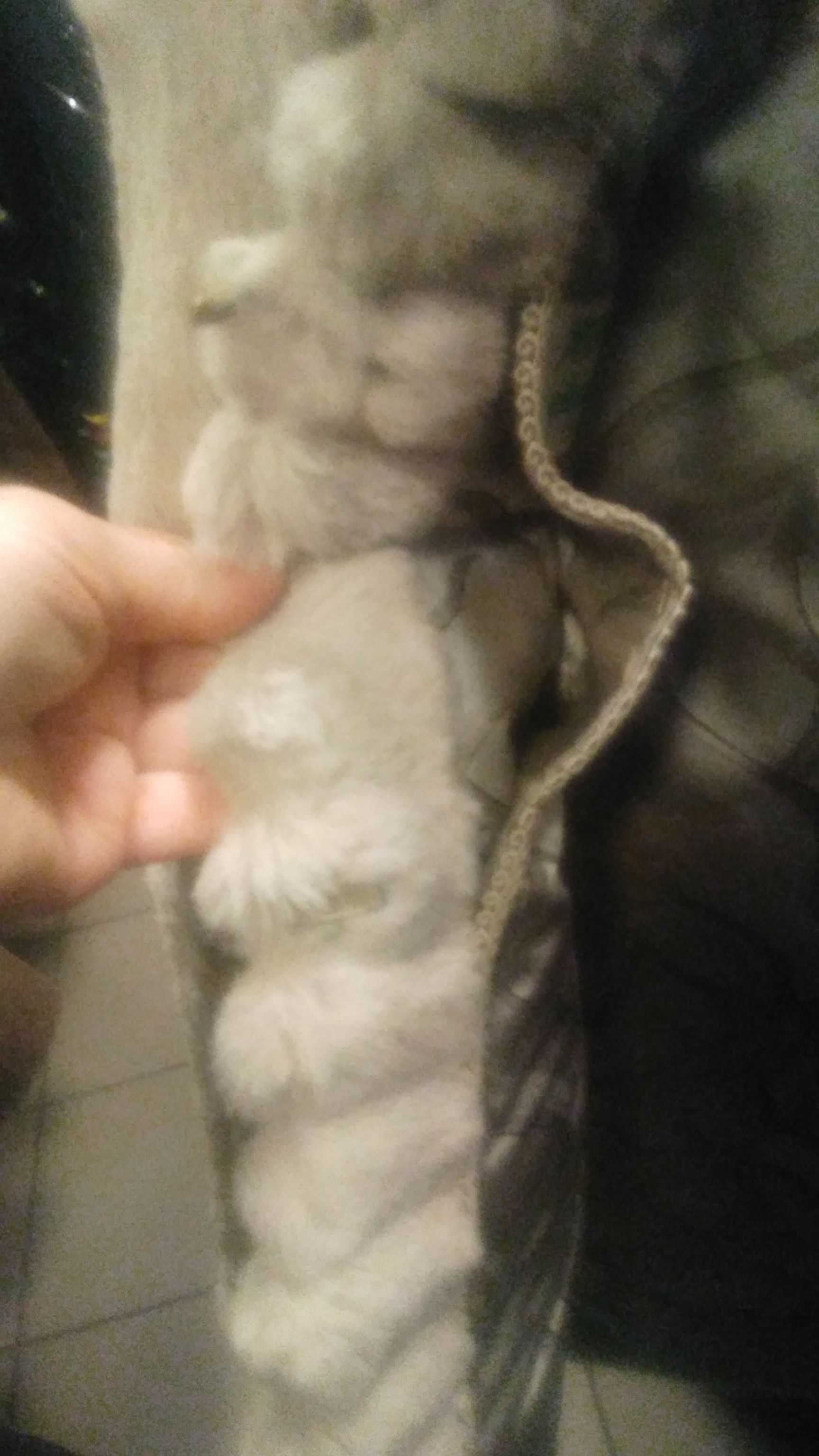 Vintage fur