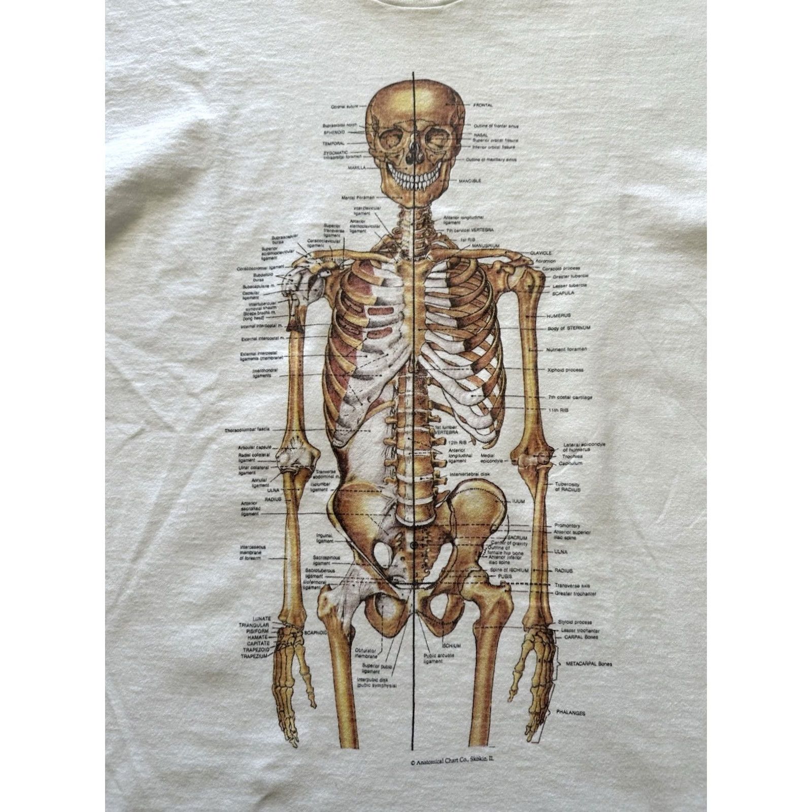 Fruit Of The Loom VINTAGE Nirvana 90s Human Anatomy Chart T Shirt Size L White Cotton Graphic Print Single Stitch Mens Size US L / EU 52-54 / 3 - 2 Thumbnail